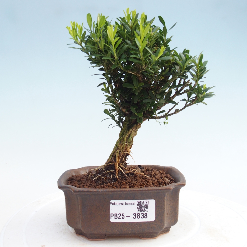 Pokój bonsai - Buxus harlandii - buxus korkowy