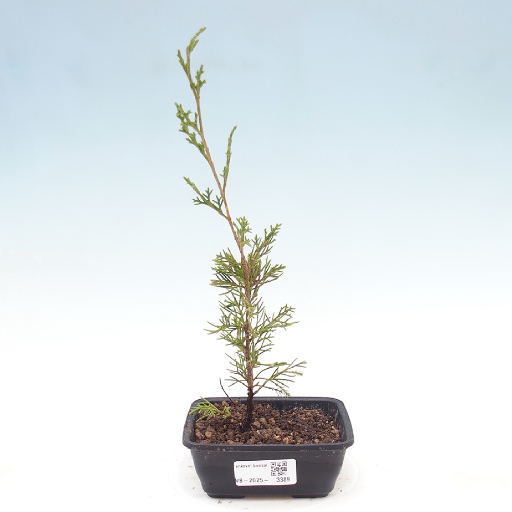 Outdoor bonsai - Juniperus chinensis Itoigawa