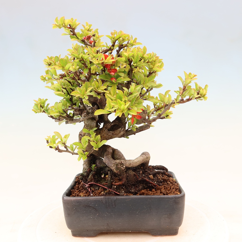 Bonsai zewnętrzne - Chaneomeles speciosa Chojubai