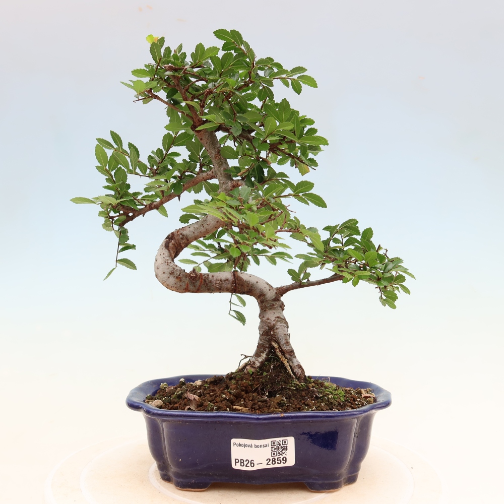Pokój bonsai - Ulmus parvifolia - Wiąz drobnolistny