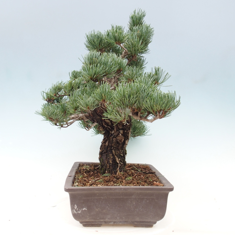Outdoor bonsai - Pinus parviflora - Mała sosna