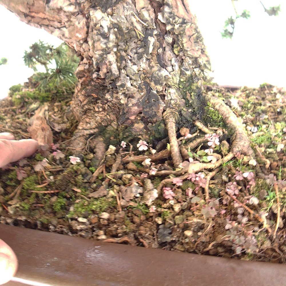 Yamadori - Pinus sylvestris Hiszpania