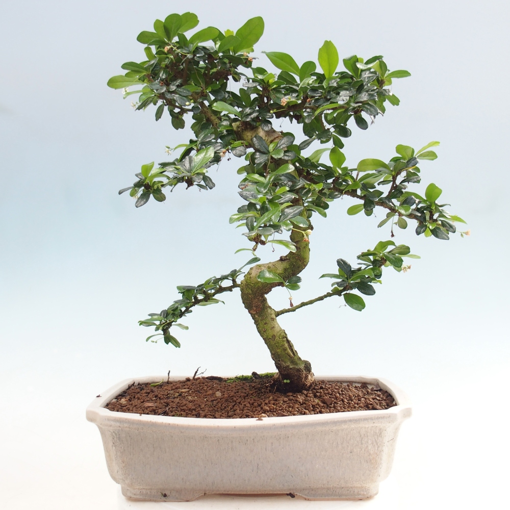 Bonsai pokojowe - Carmona macrophylla - Tea fuki