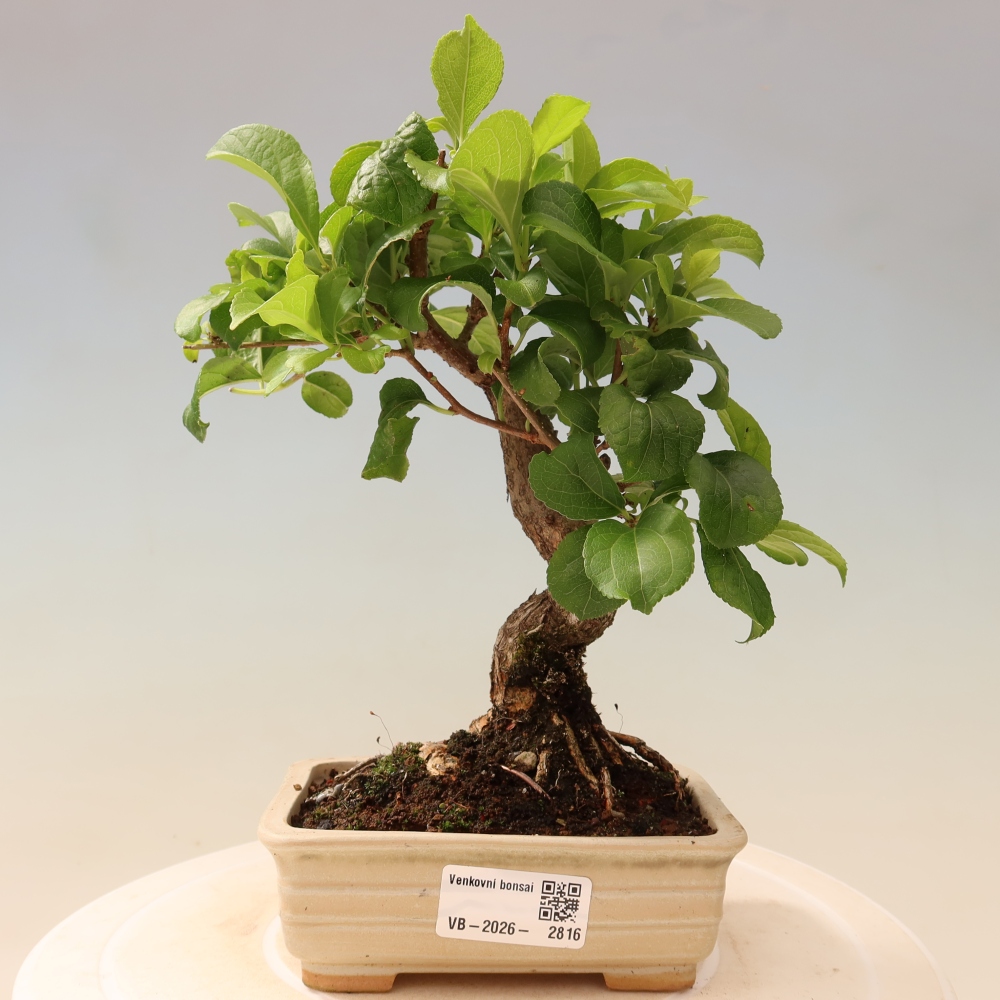 Bonsai zewnętrzne - Celastrus orbiculatus