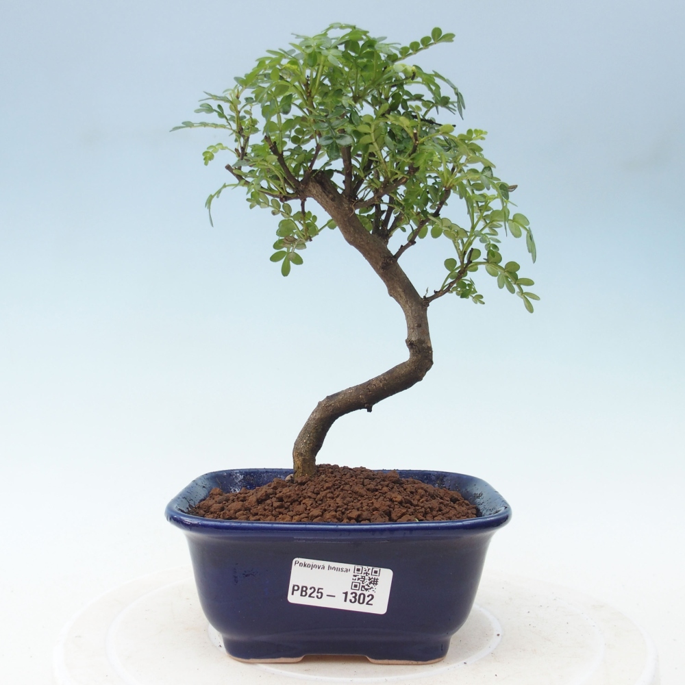 Kryty bonsai - Zantoxylum piperitum - Mięta pieprzowa
