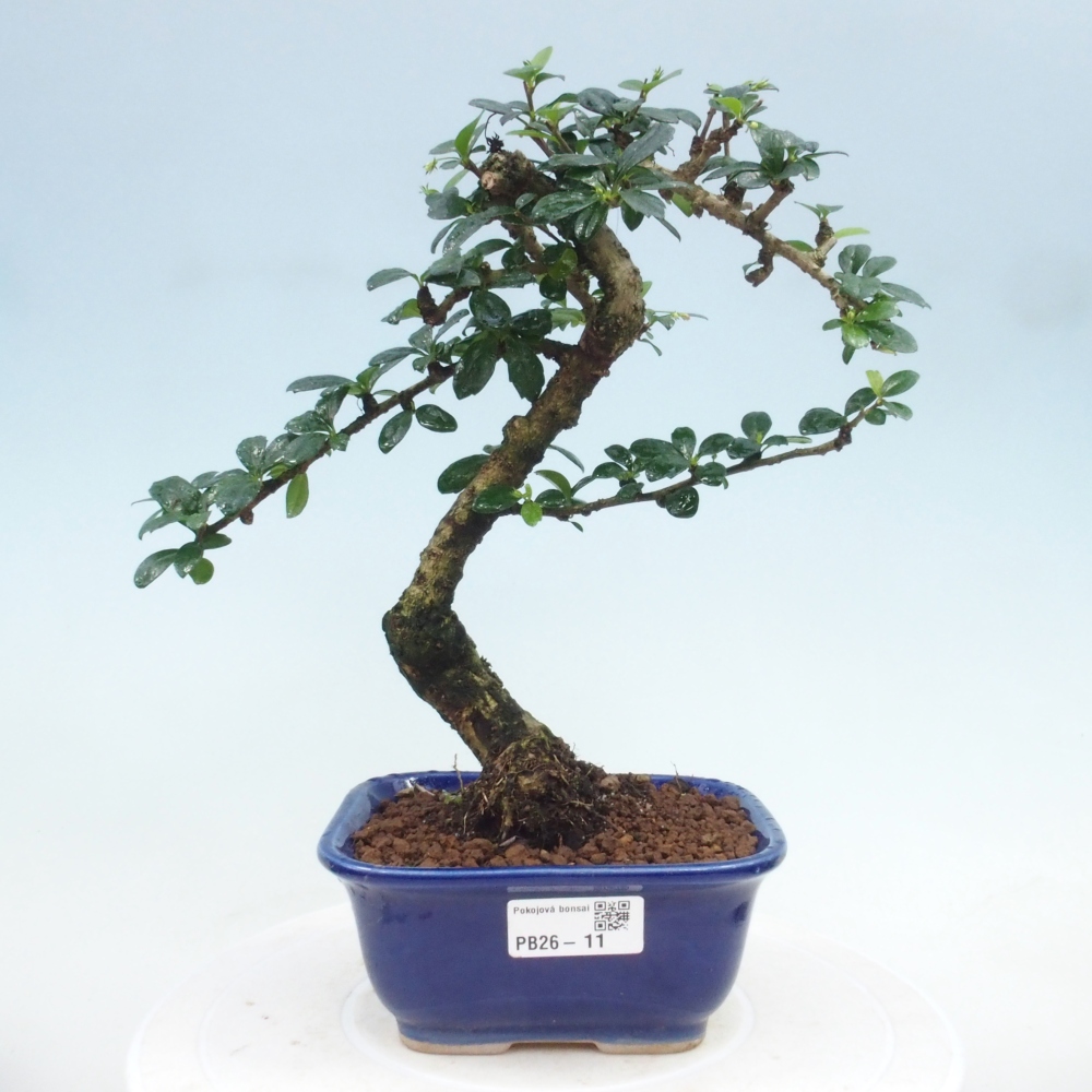 Bonsai pokojowe - Carmona macrophylla - Tea fuki