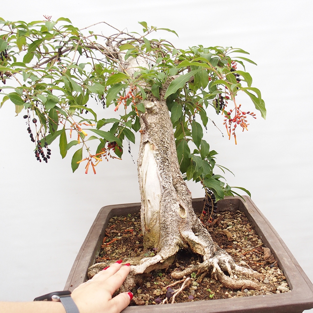 Bonsai pokojowe - patent Hamelia