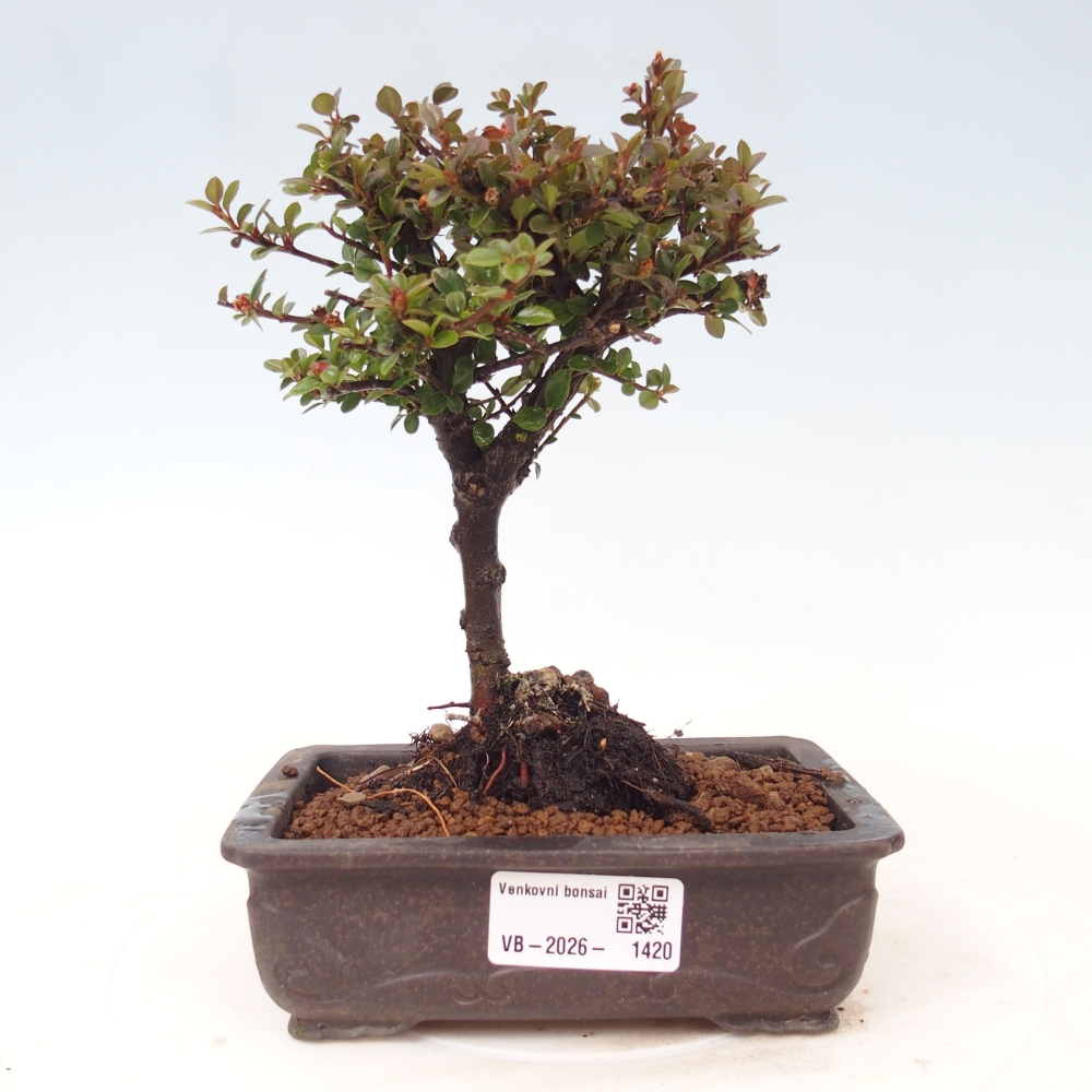 Outdoor bonsai - irga pozioma - Rocky Mountain
