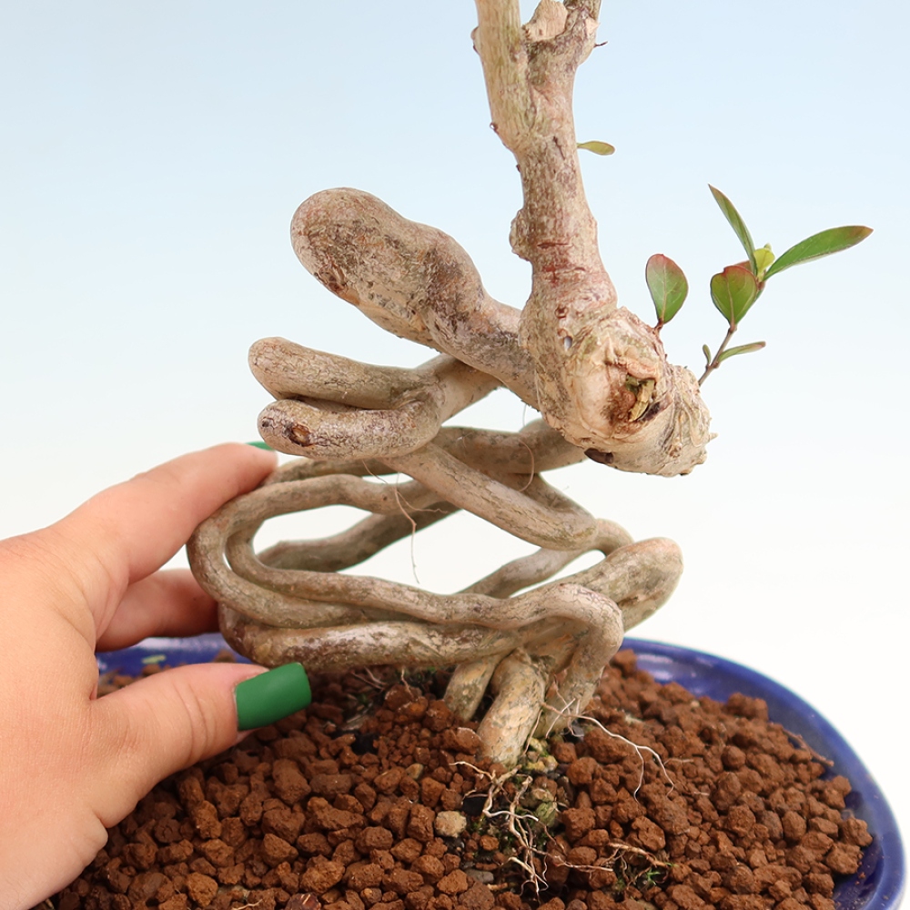 Bonsai pokojowe – Lagerstroemia indica – bz indyjski