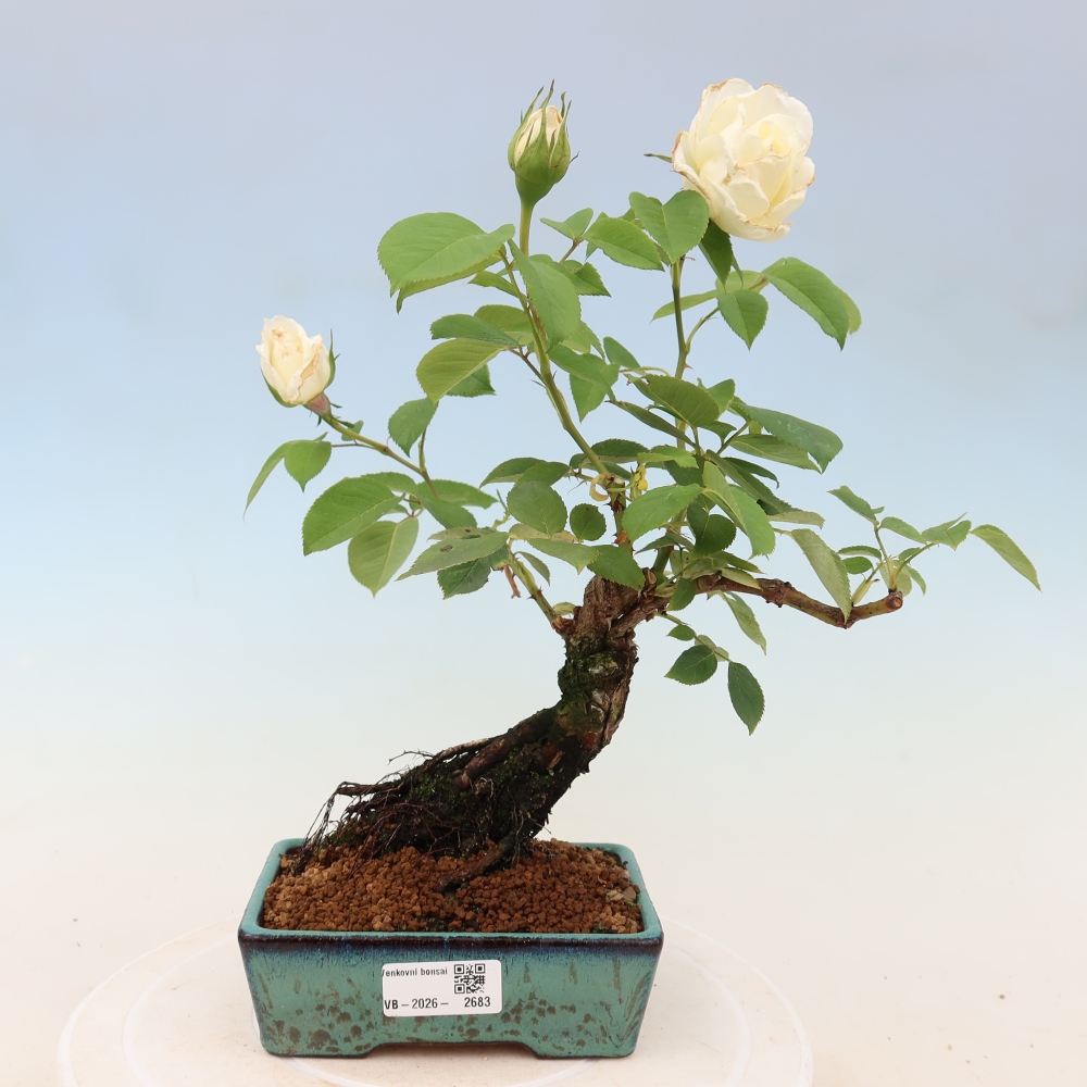 Bonsai ogrodowe – Rosa Kordes – róża