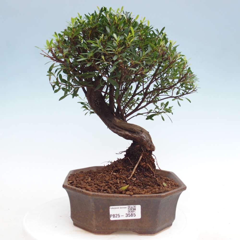 Pokój bonsai - Syzygium - Pimento