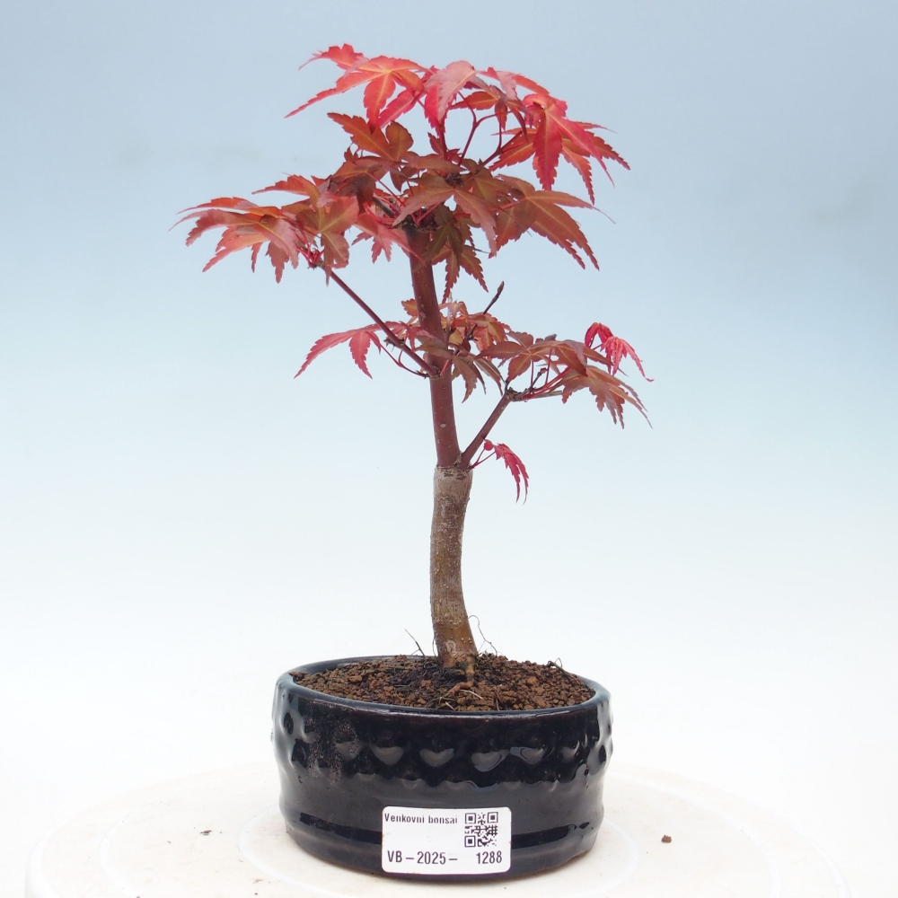 Outdoor bonsai - dlanitolistý klon - Acer palmatum DESHOJO