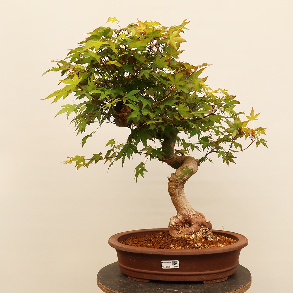 Outdoor bonsai - Klon palmowy - Palmy