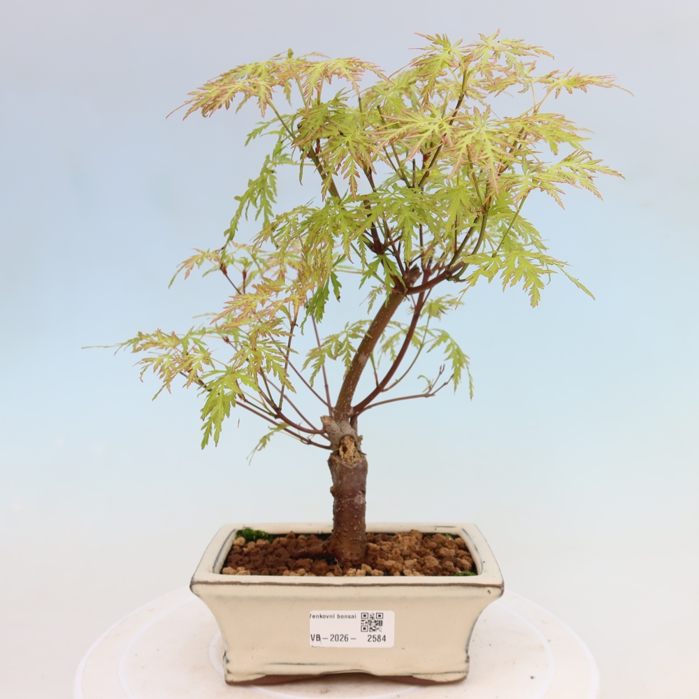 Bonsai ogrodowe – Acer palmatum Dissectum – klon palmowy 