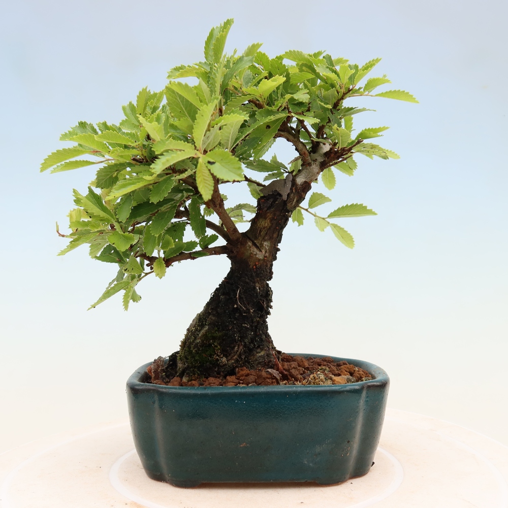 Bonsai zewnętrzne - Zelkova - Zelkova NIRE