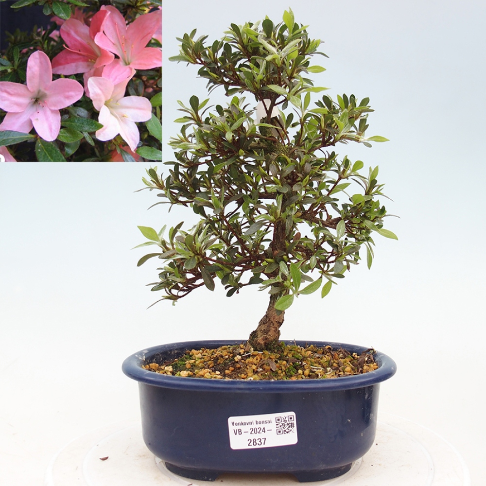 Bonsai ogrodowe - azalia japońska - Azalea Nikko