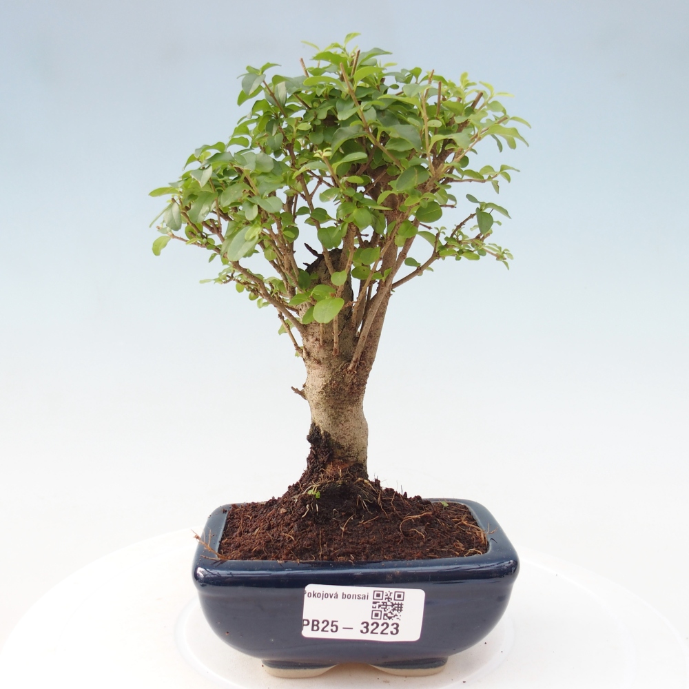 Pokój bonsai - Ligustrum chinensis - Dziób ptaka