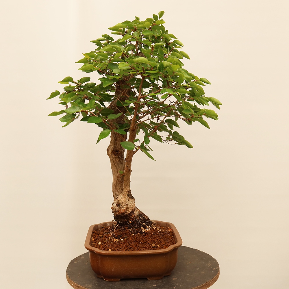 Bonsai plenerowe - Carpinus Coreana - grab koreański
