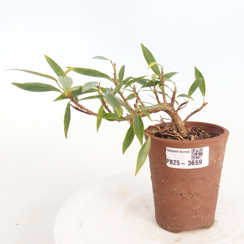 Pokój bonsai - Ficus nerifolia - figowiec drobnolistny