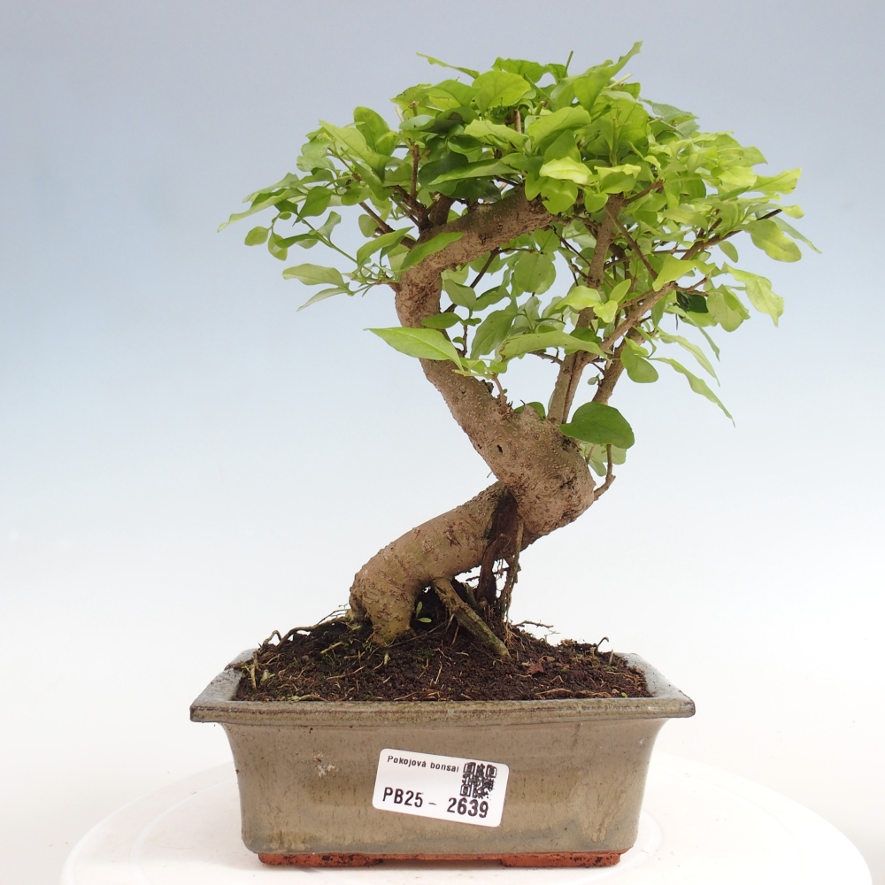 Kryte bonsai - Ligustrum chinensis - widok z lotu ptaka