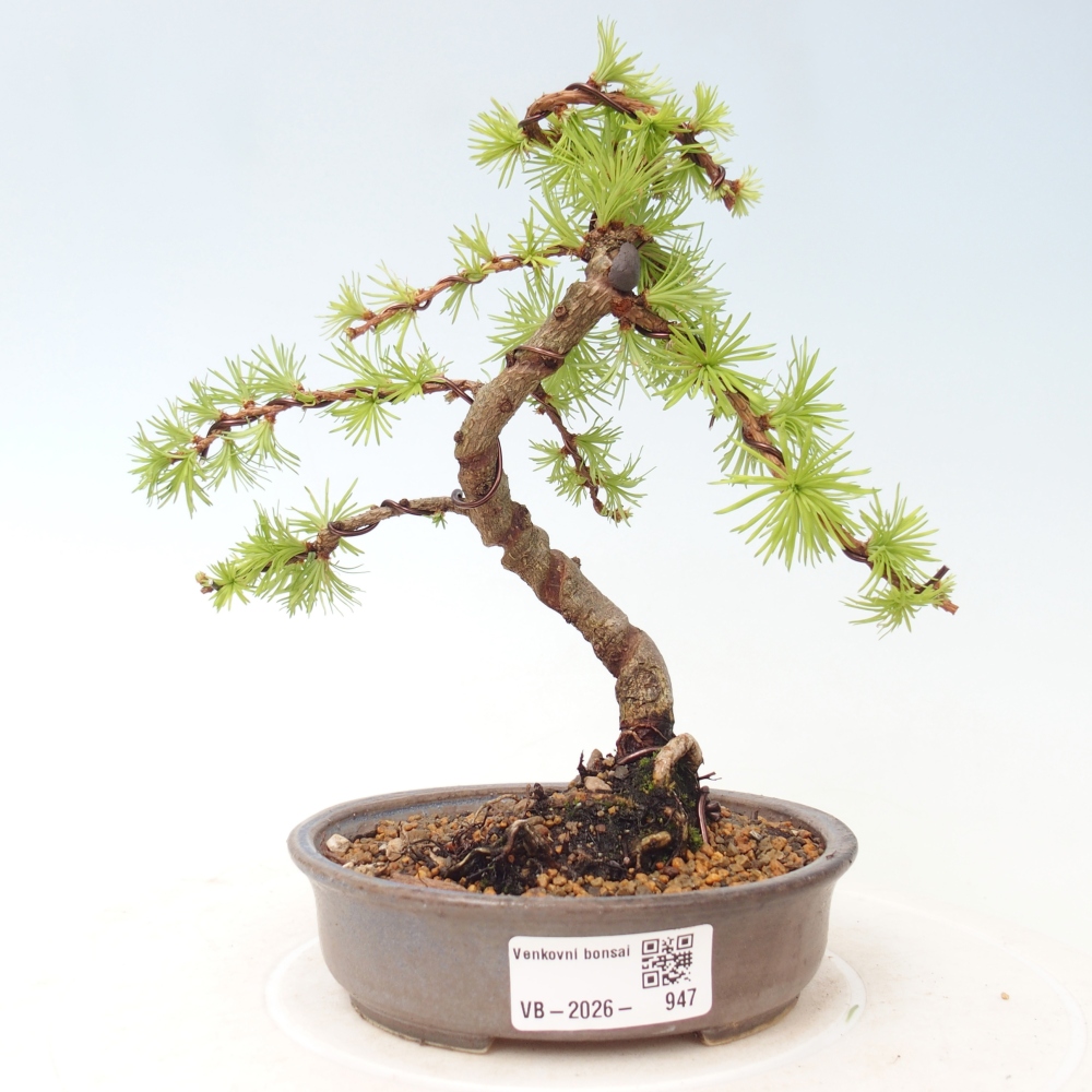 Outdoor bonsai - Larix Kaempferi - Modrzew japoński