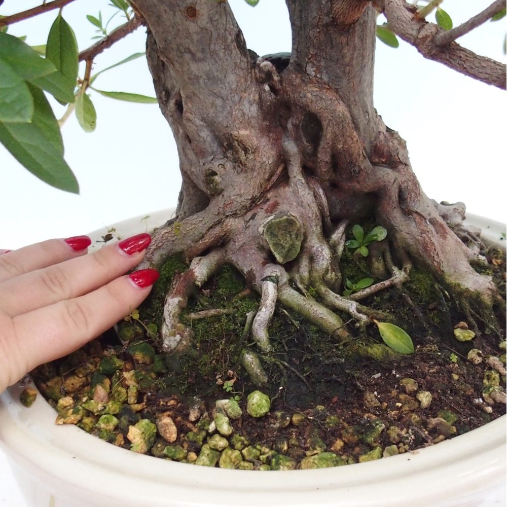 Pokój bonsai - Rhododendron simsii - Pennywort