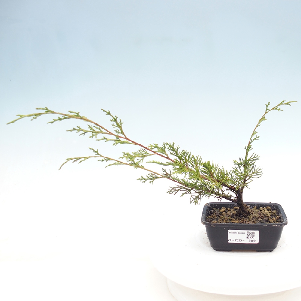 Outdoor bonsai - Juniperus chinensis Itoigawa - Jałowiec chiński