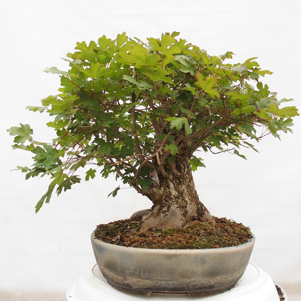 Bonsai zewnętrzne - Klon dziecięcy - Acer campestre