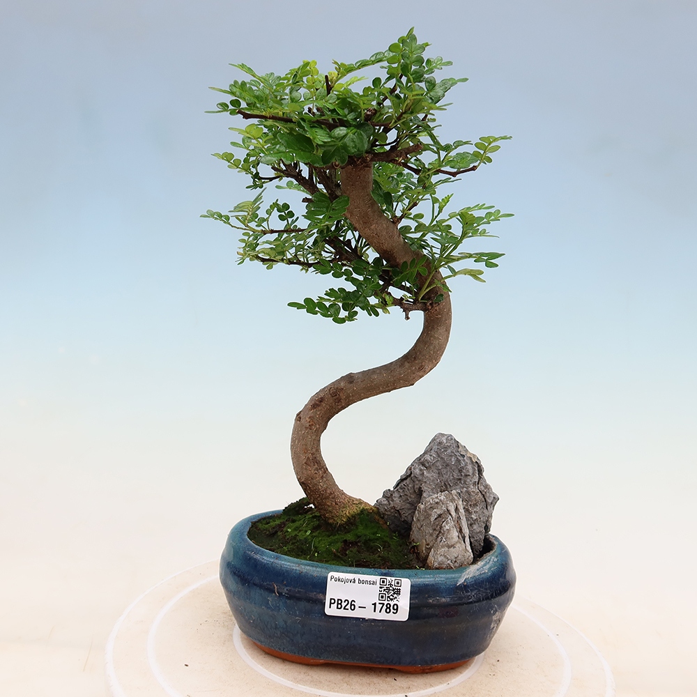 Pokój bonsai - Zantoxylum piperitum - drzewo pieprzowe