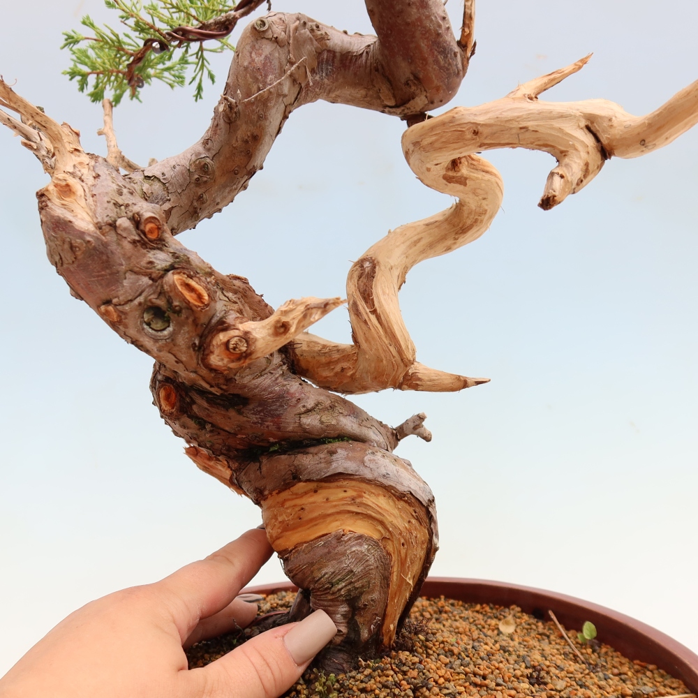 Bonsai ogrodowe – Juniperus chinensis Itoigawa – jałowiec chiński