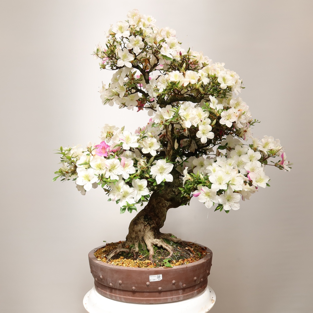 Bonsai ogrodowe – azalia japońska – Azalea Kotobokietsu