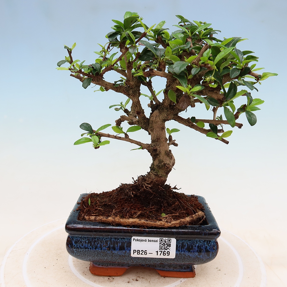 Bonsai pokojowe - Carmona macrophylla - Tea fuki