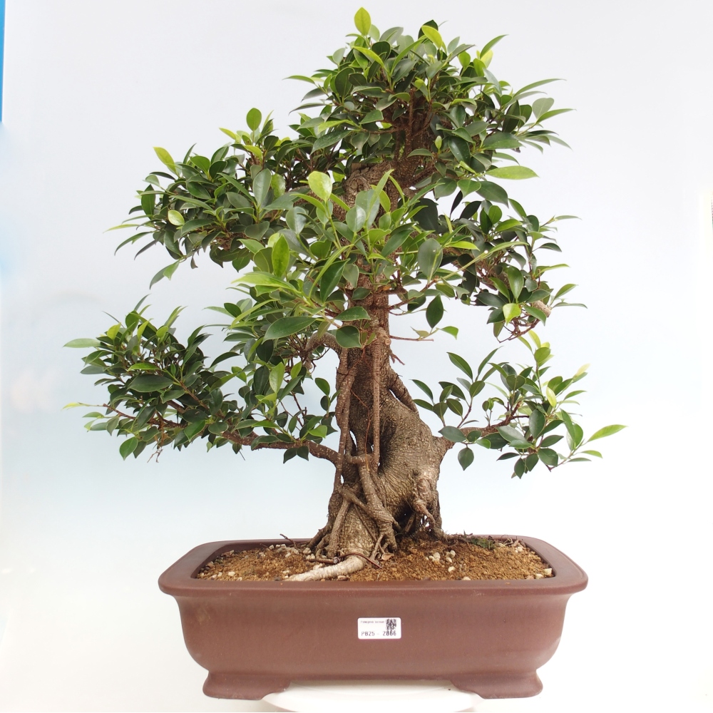Bonsai pokojowe - Ficus kimmen - figowiec drobnolistny - WYŁĄCZNIE ODBIÓR OSOBISTY lub transport paletowy