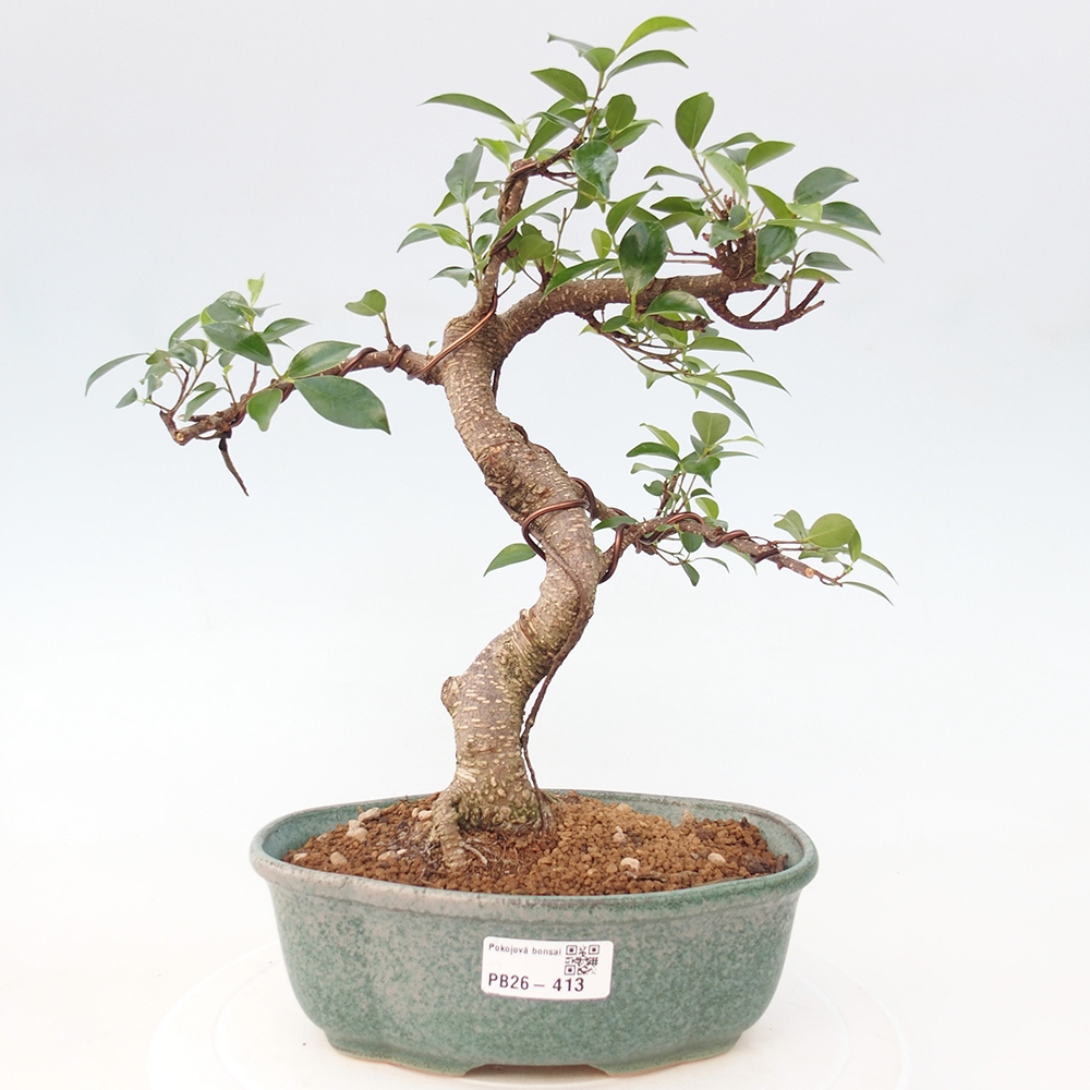 Pokój bonsai - Ficus retusa - figowiec drobnolistny