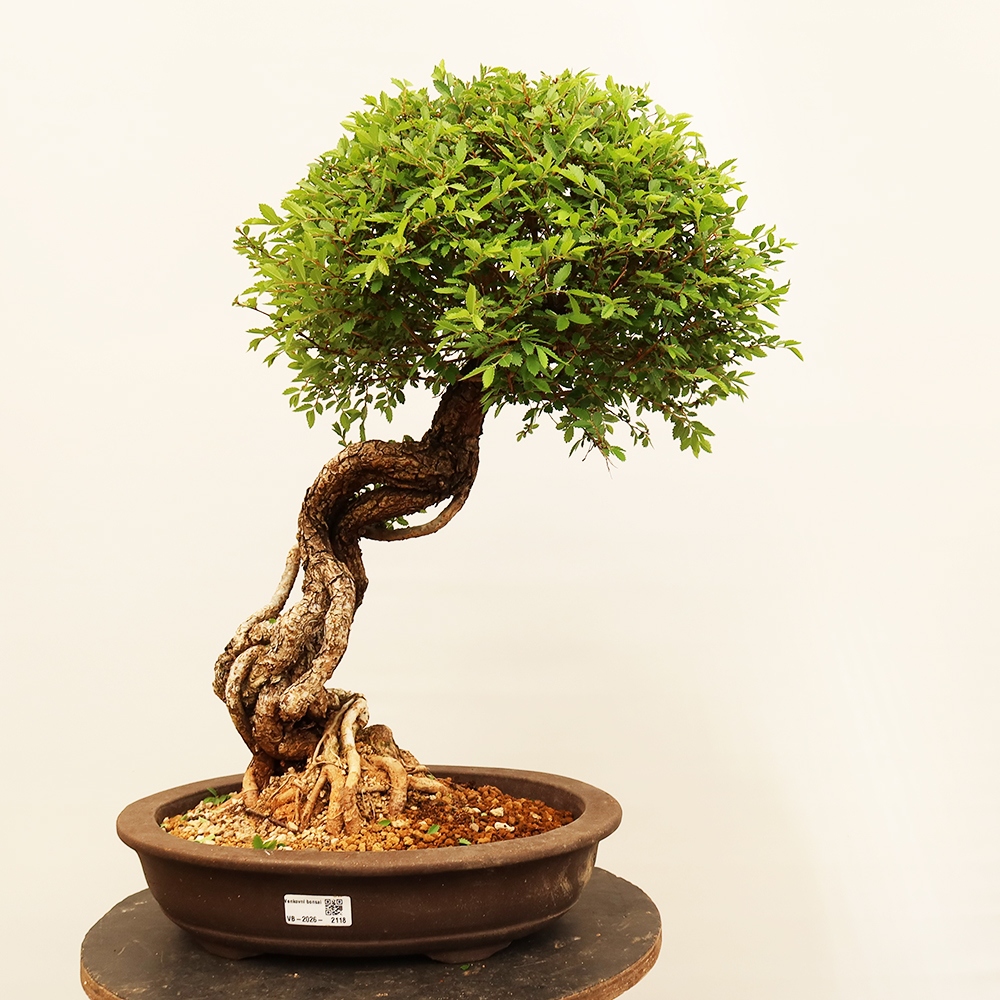Bonsai na świeżym powietrzu - Zelkova - Zelkova NIRE
