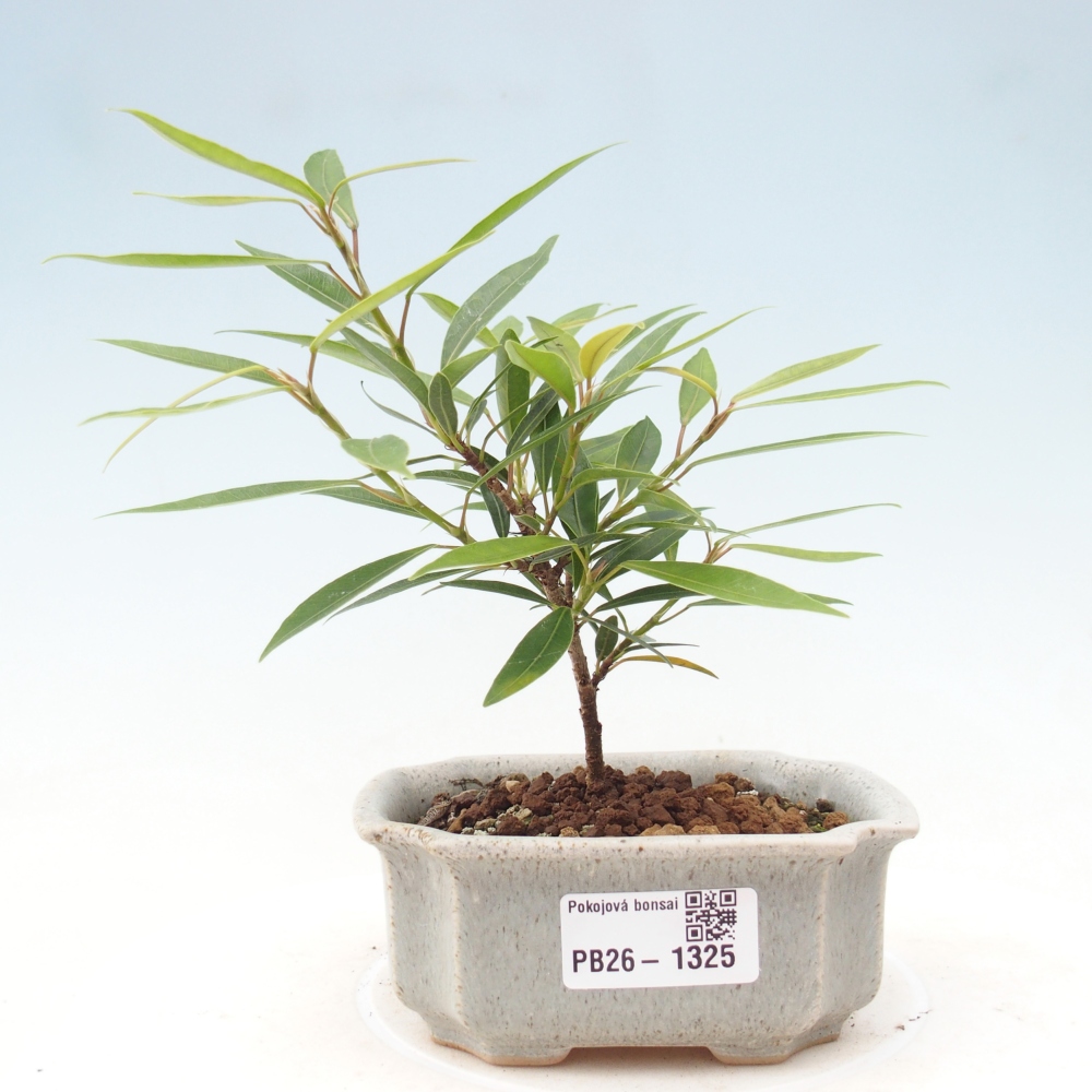 Pokój bonsai - Ficus nerifolia - figowiec drobnolistny