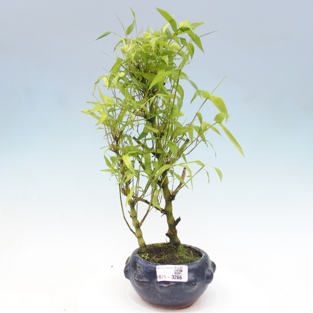 Room bonsai - Bamboo budha - Bamboo budha belly