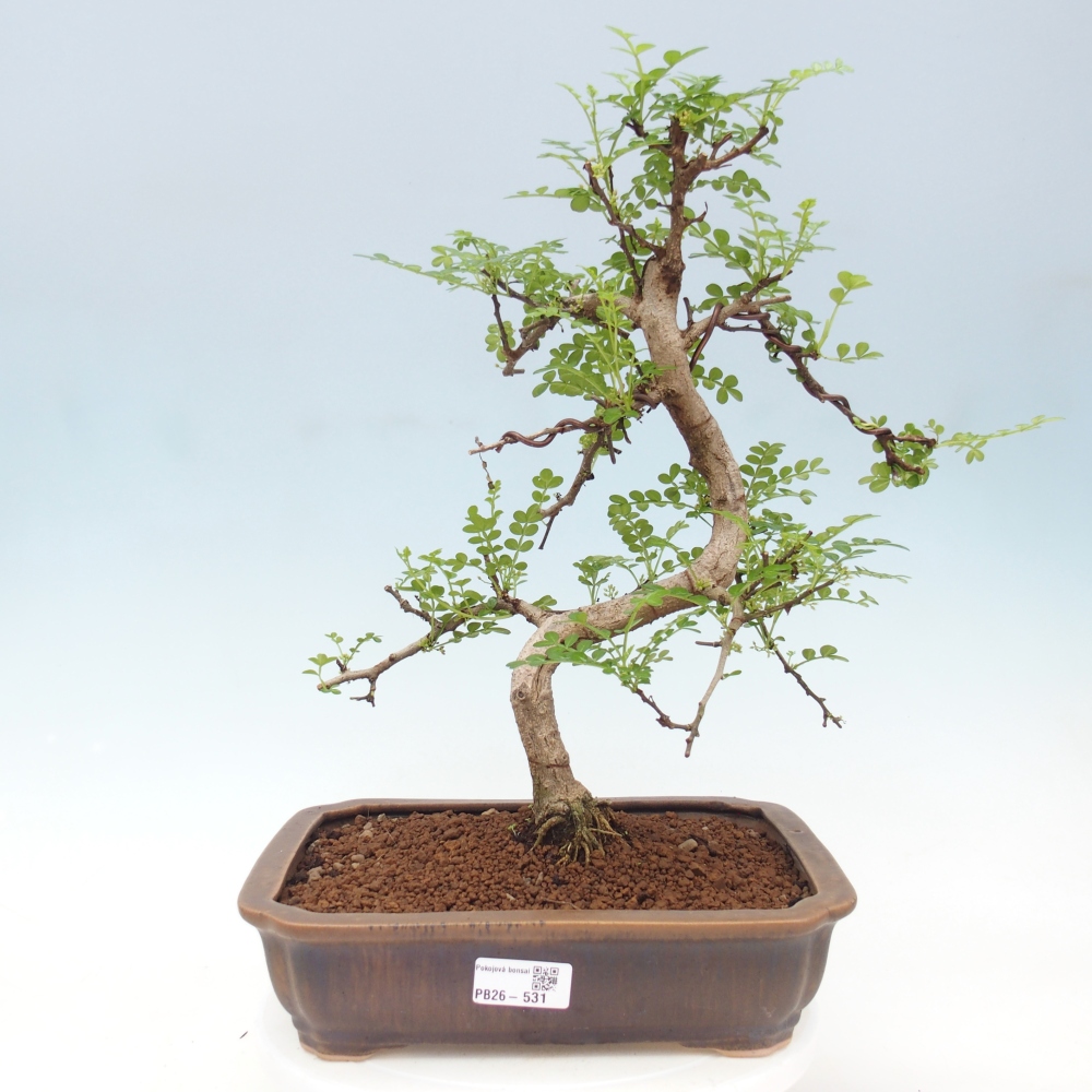 Pokój bonsai - Zantoxylum piperitum - drzewo pieprzowe