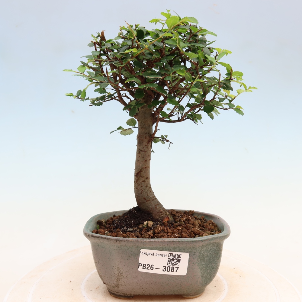 Pokój bonsai - Ulmus parvifolia - Wiąz drobnolistny