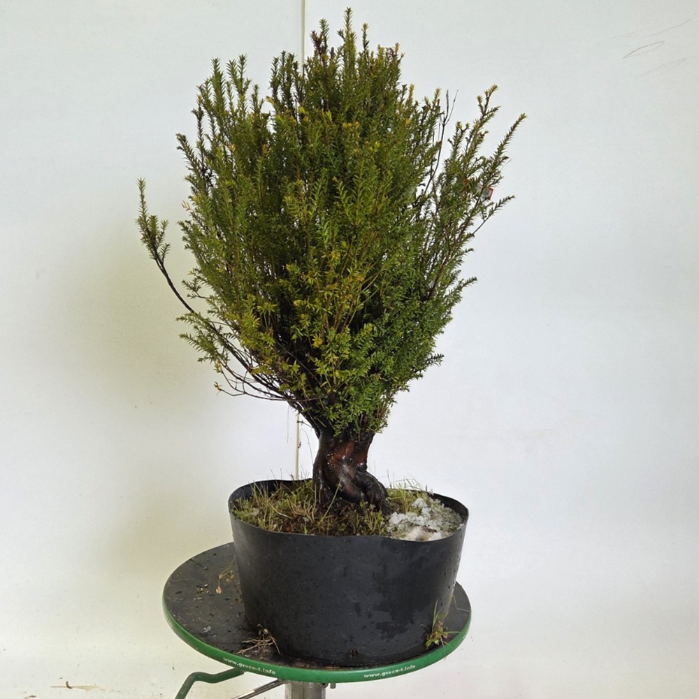 Outdoor bonsai cis japoński - Taxus cuspidata