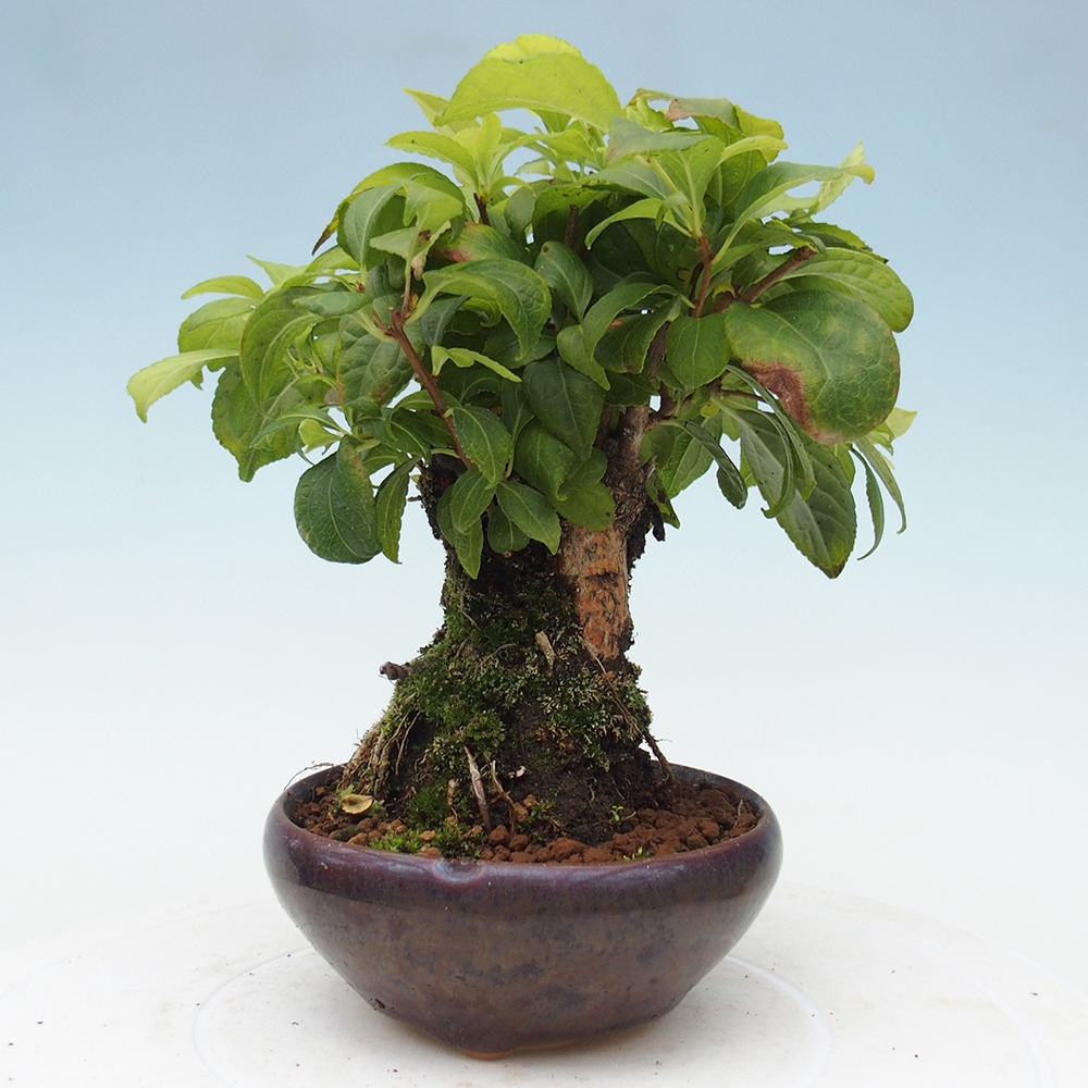 Bonsai na zewnątrz - Celastrus Jesenec