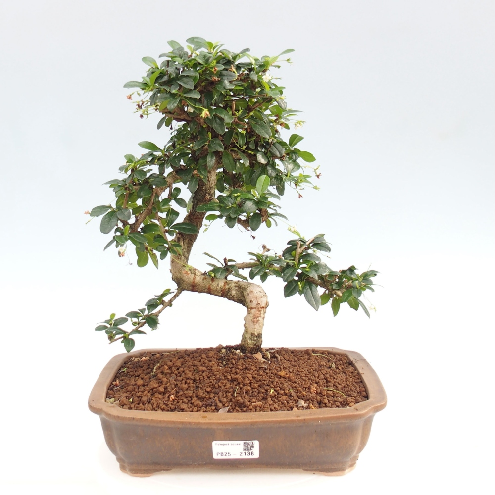 Pokój bonsai - Carmona macrophylla - Tea fuki