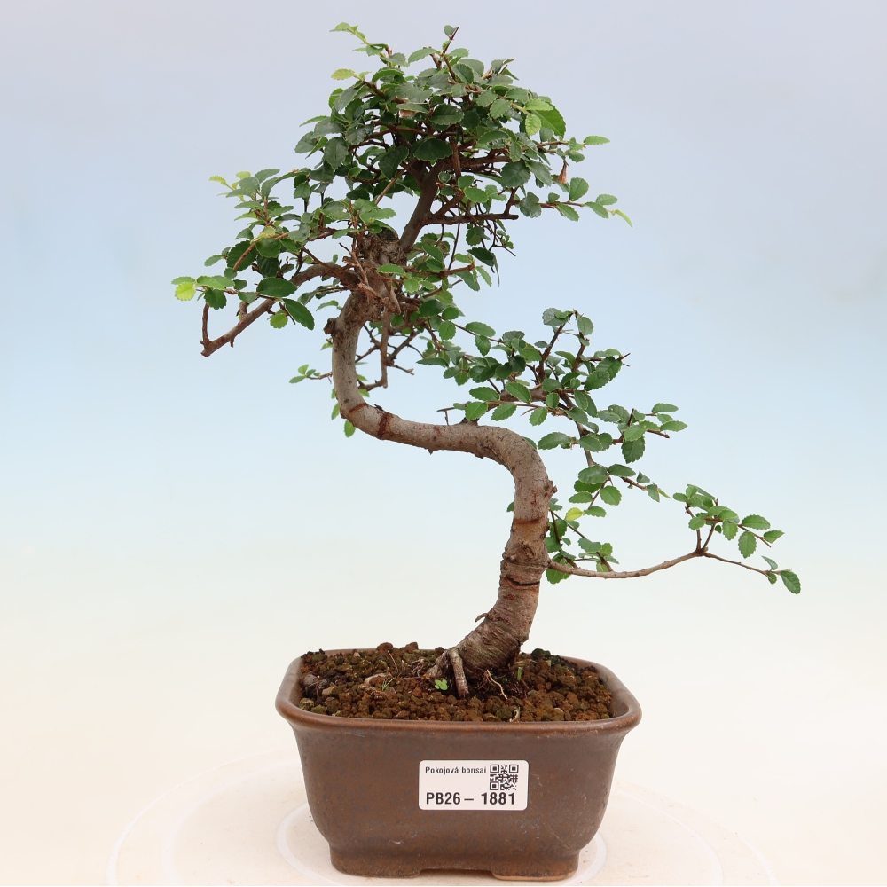 Pokój bonsai - Ulmus parvifolia - Wiąz drobnolistny