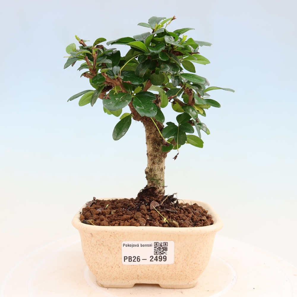 Bonsai pokojowe - Carmona macrophylla - Tea fuki