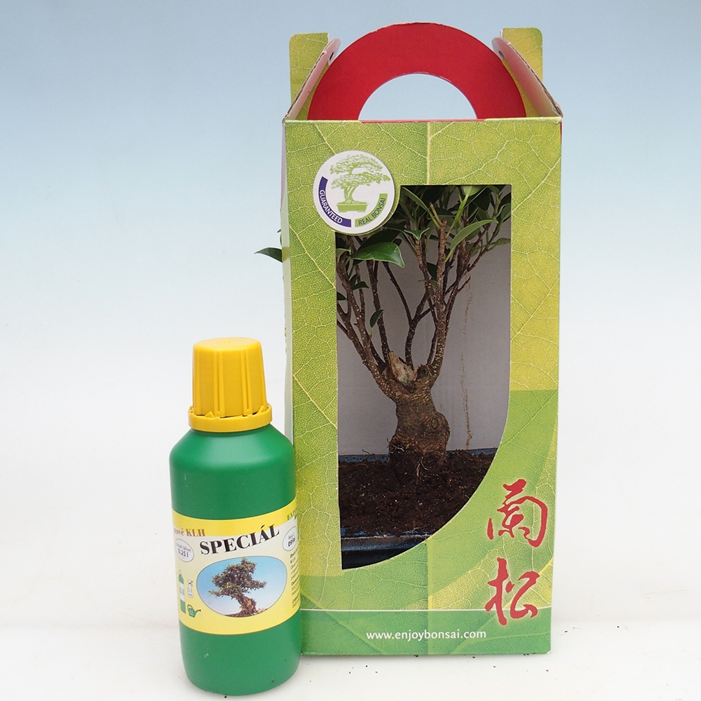 Bonsai pokojowe w pudełku upominkowym Ficus retusa - Figowiec drobnolistny