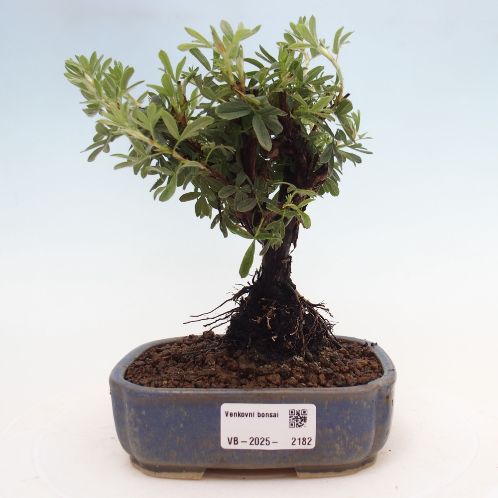 Outdoor bonsai-Pięciolistnik - Potentila fruticosa żółty Ptak