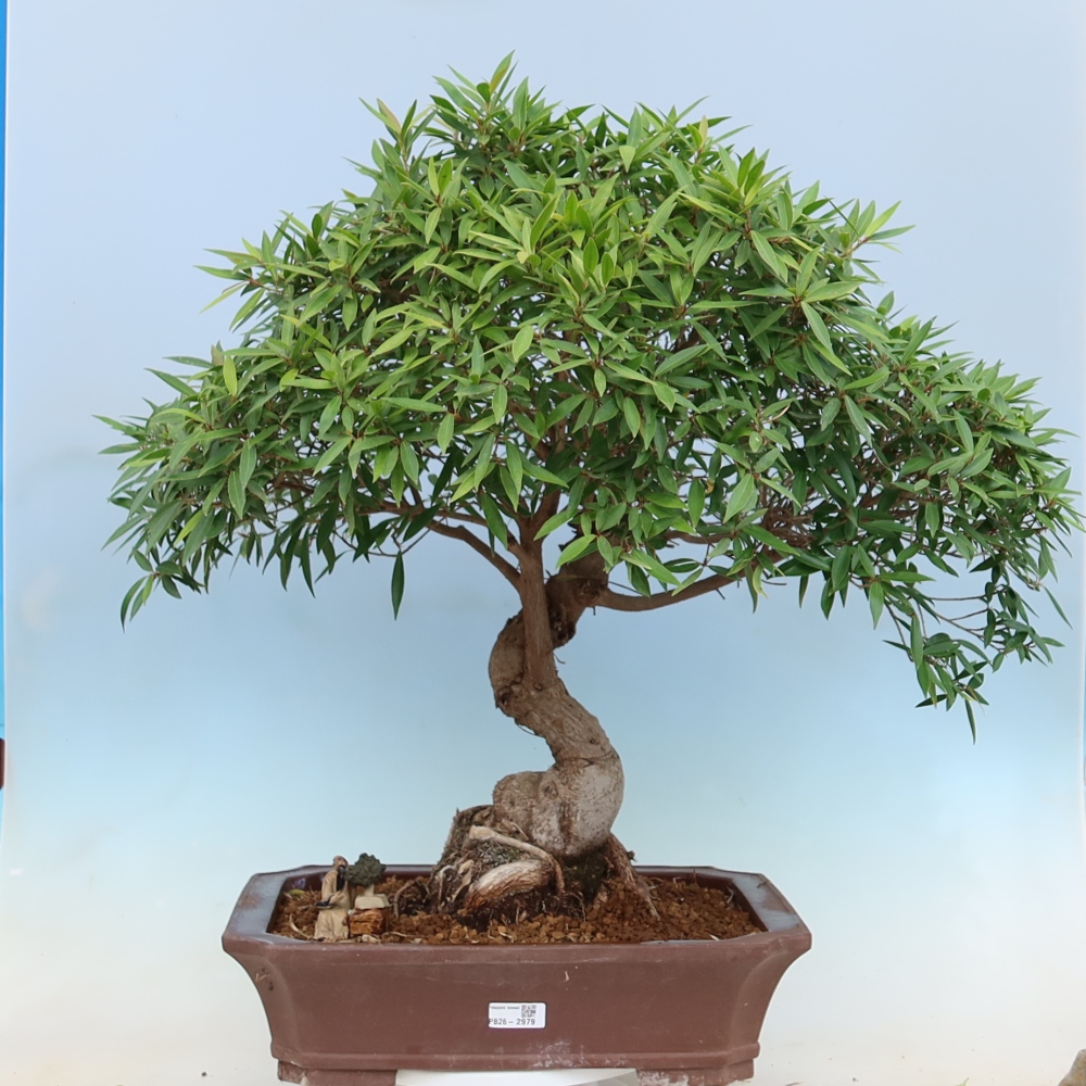 Pokój bonsai - Ficus nerifolia - figowiec drobnolistny