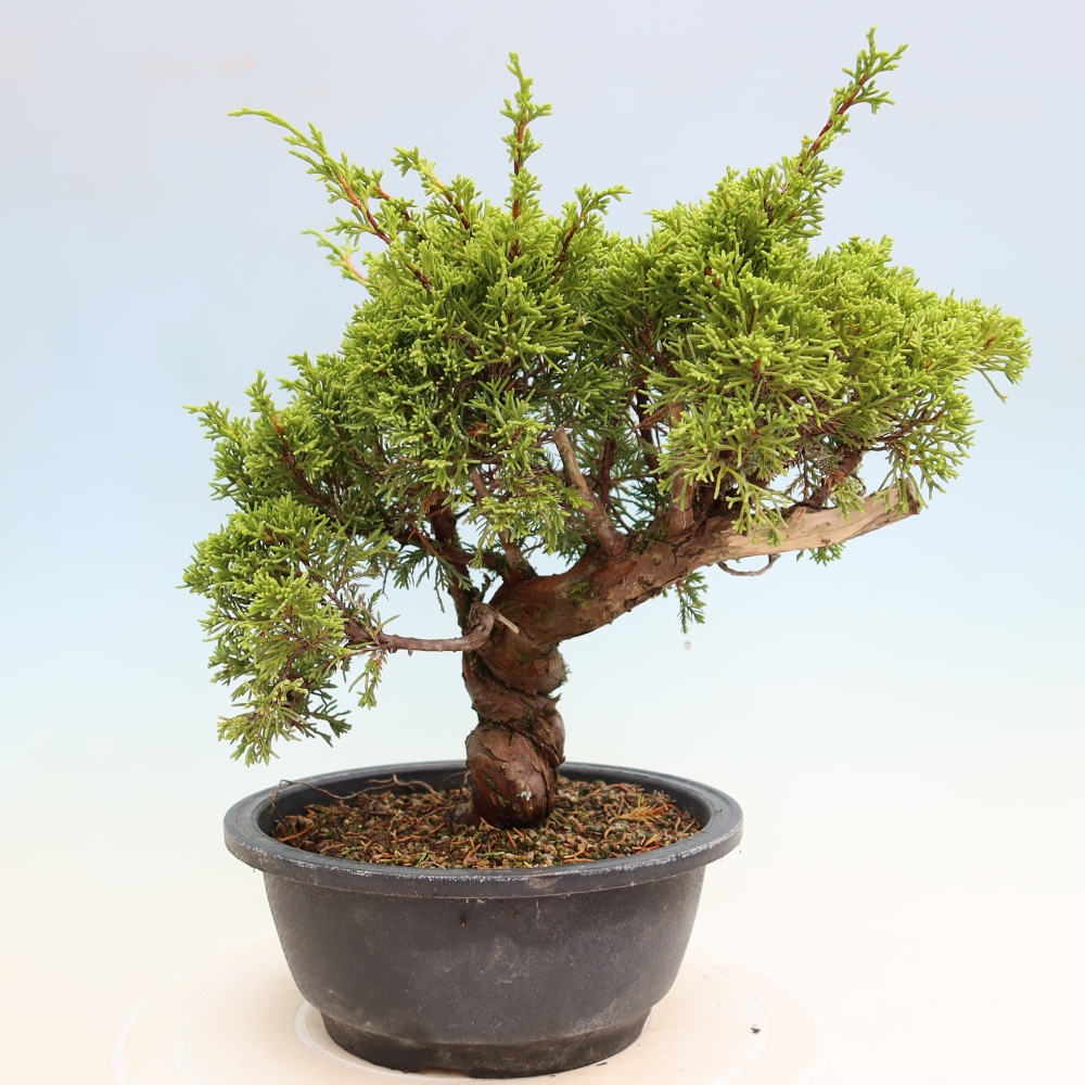 Bonsai ogrodowe – Juniperus chinensis Itoigawa – jałowiec chiński