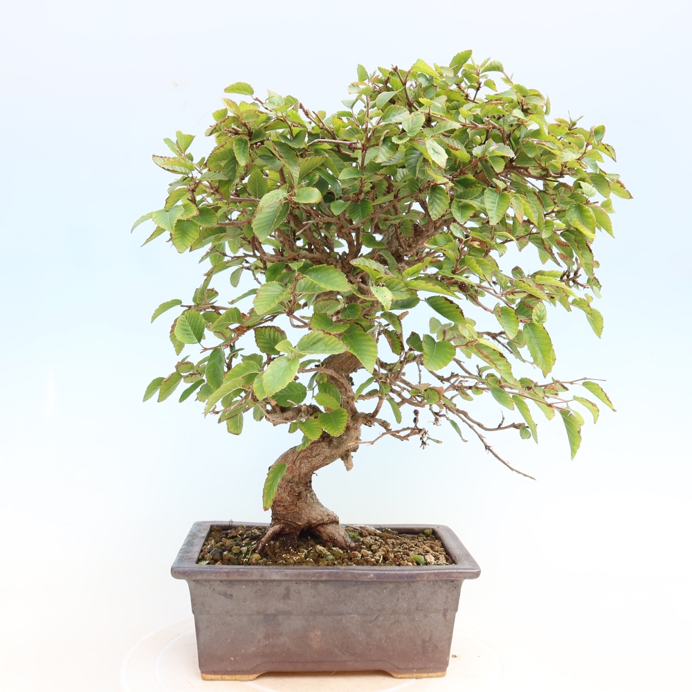 Outdoor bonsai - Carpinus CARPINOIDES - grab koreański