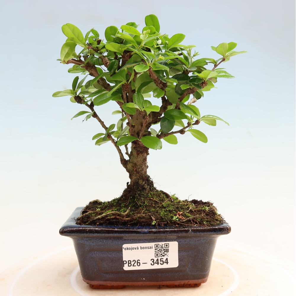 Bonsai pokojowe - Carmona macrophylla - Tea fuki